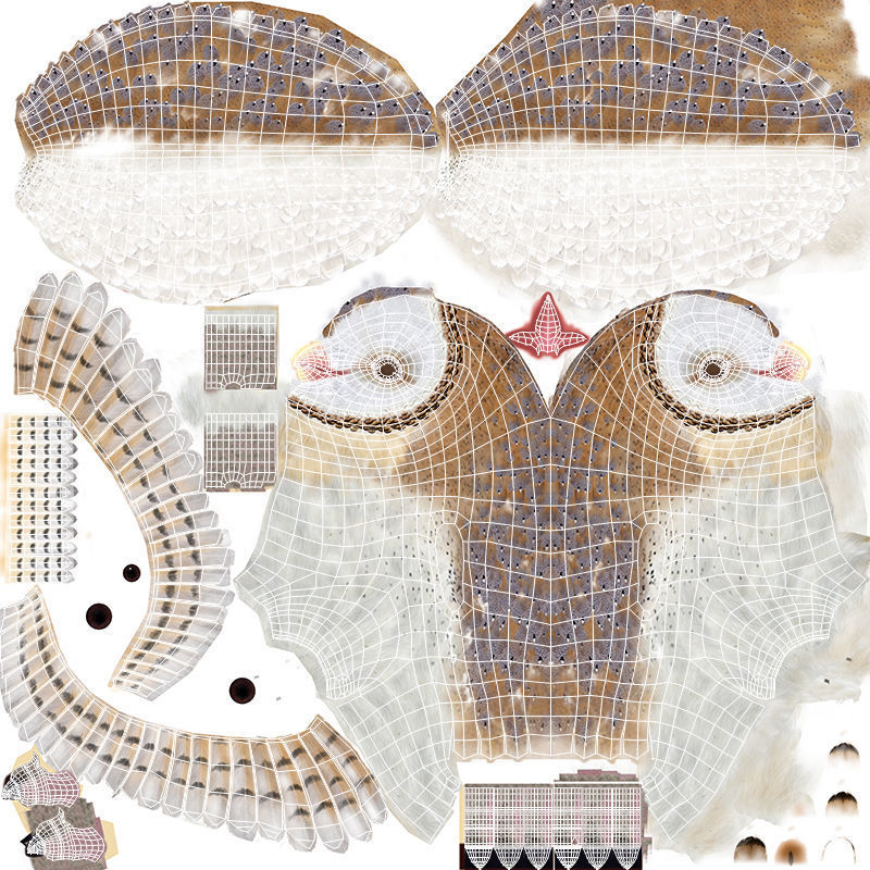 Barn Owl - Flight 3D model_20