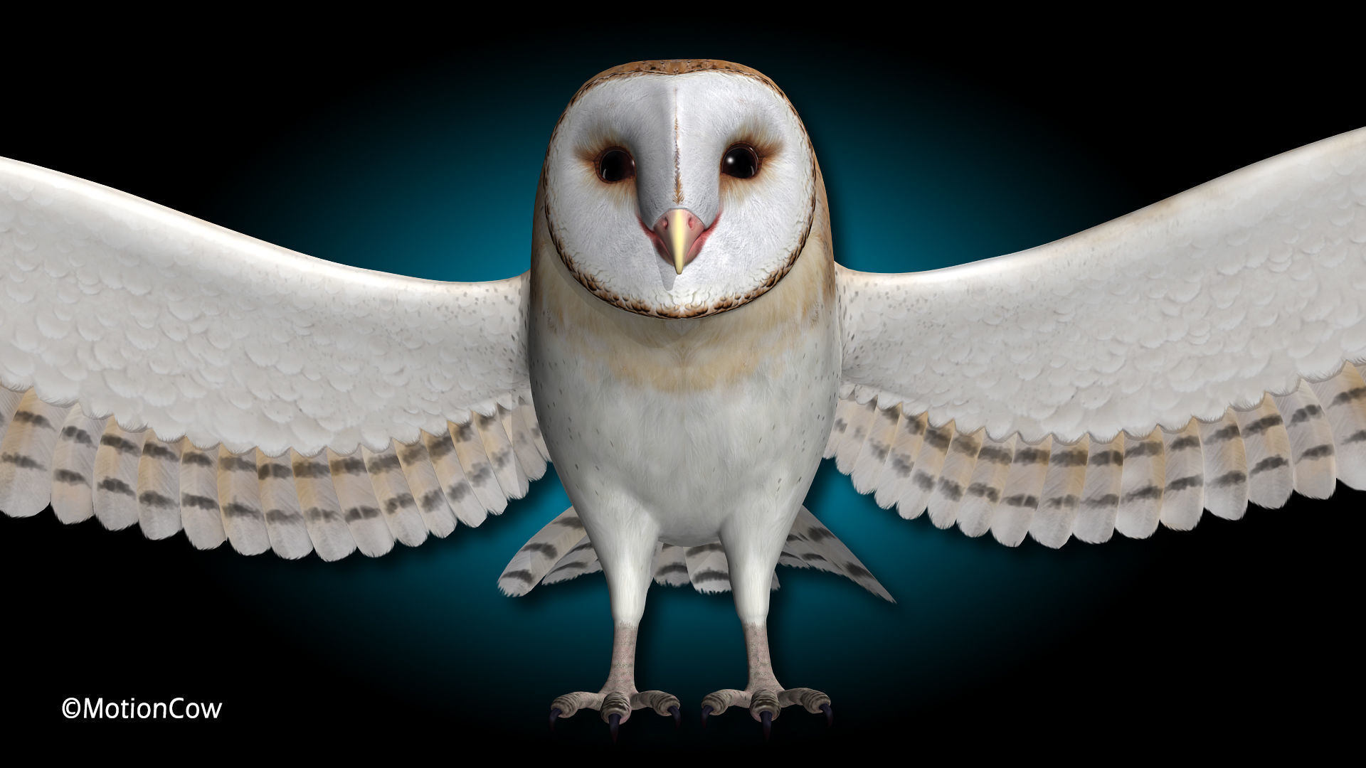 Barn Owl - Flight 3D model_14