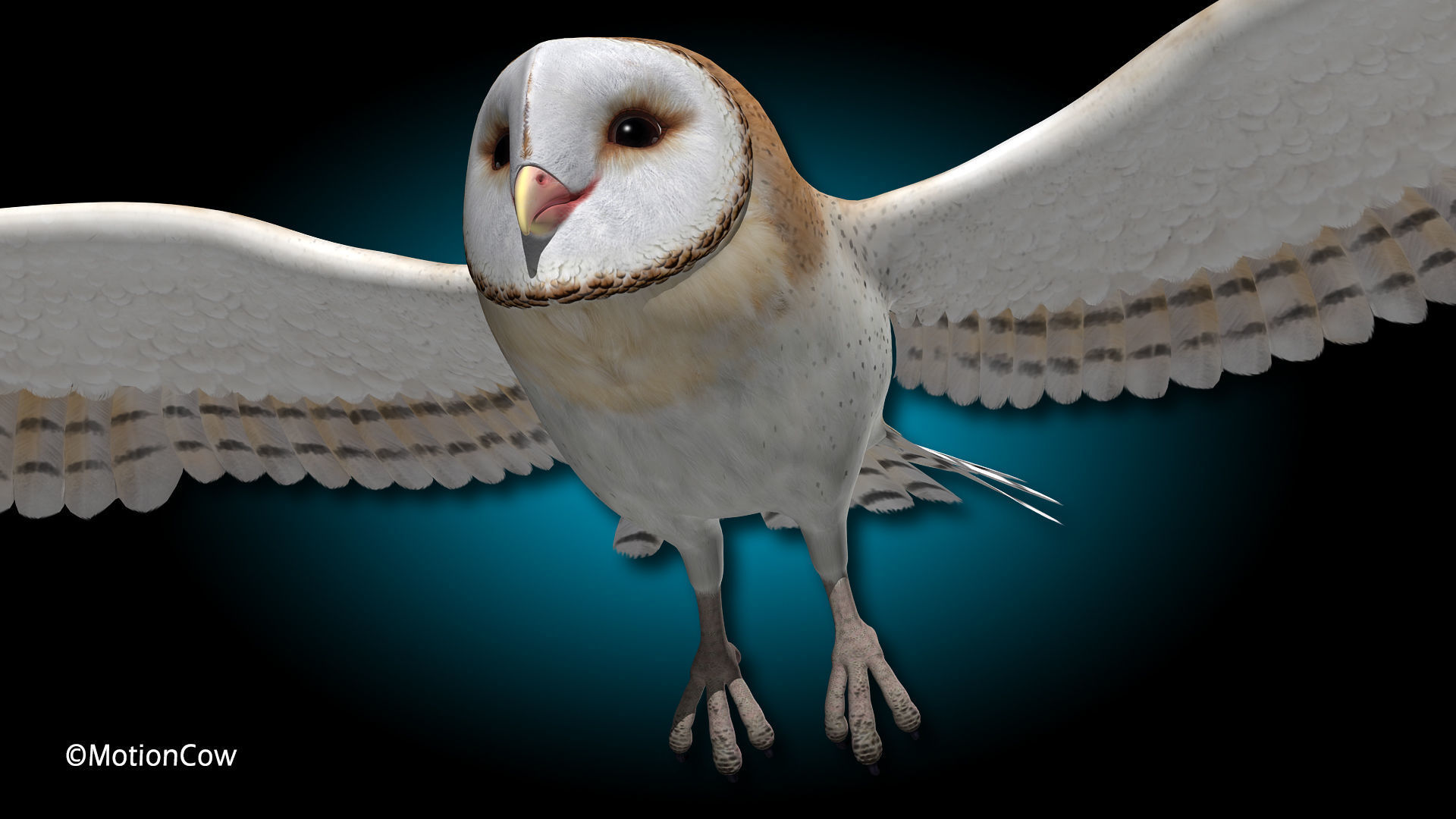 Barn Owl - Flight 3D model_9