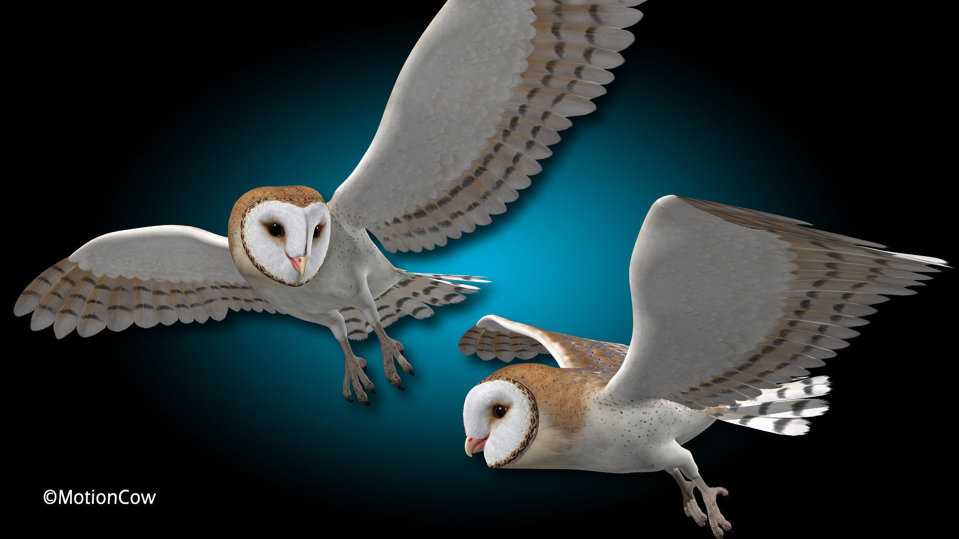 Barn Owl - Flight 3D model_6