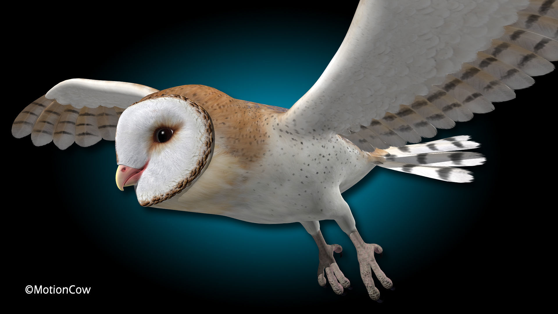 Barn Owl - Flight 3D model_5