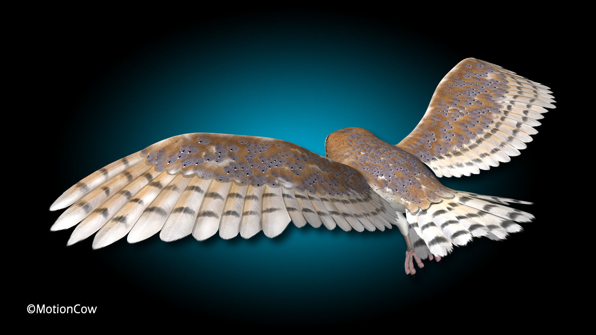 Barn Owl - Flight 3D model_4