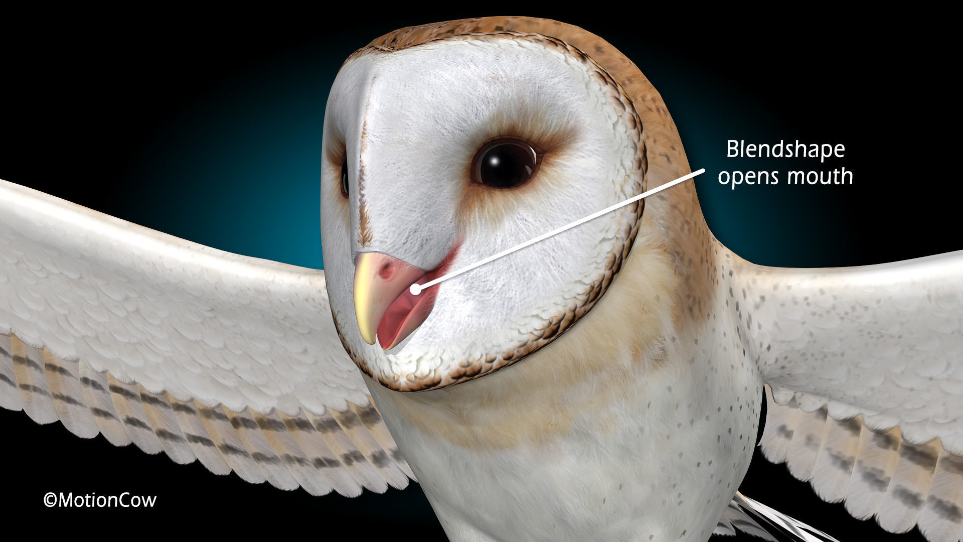 Barn Owl - Flight 3D model_11