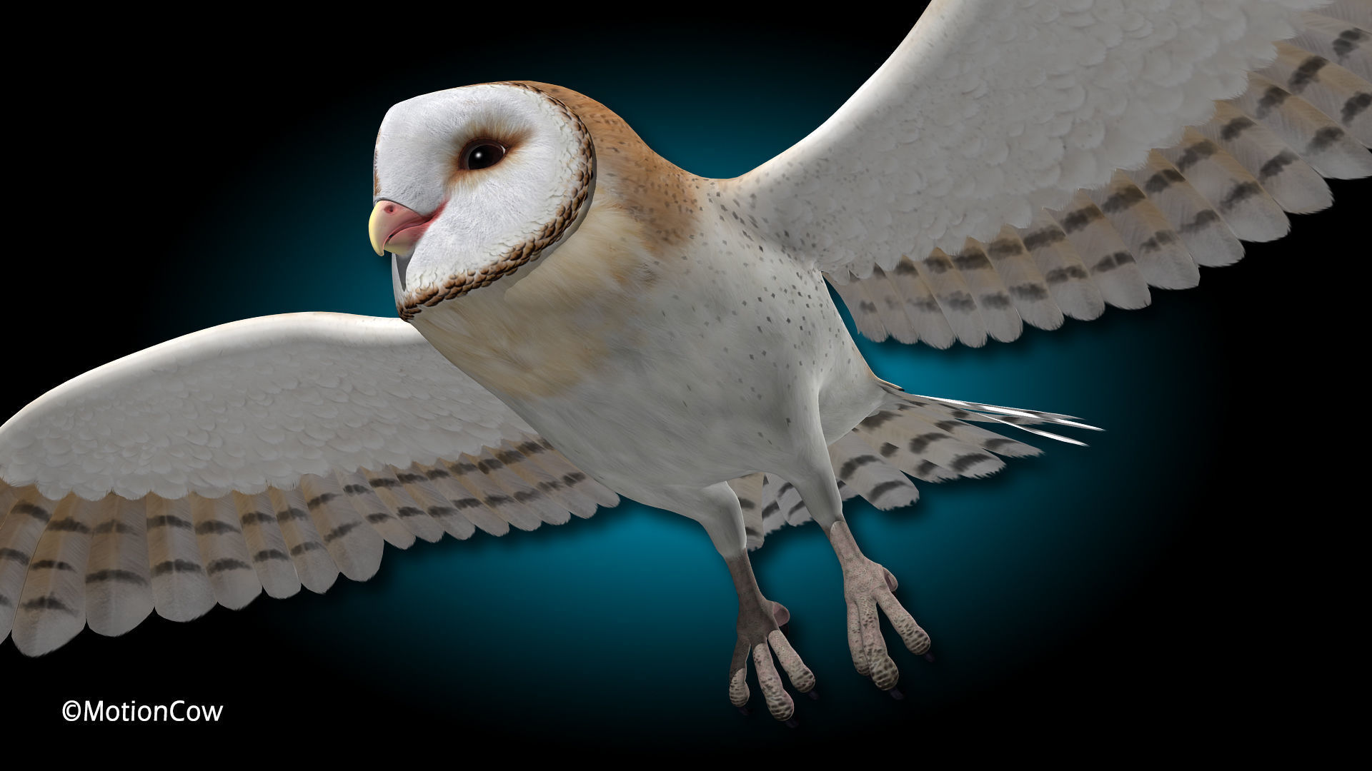 Barn Owl - Flight 3D model_3