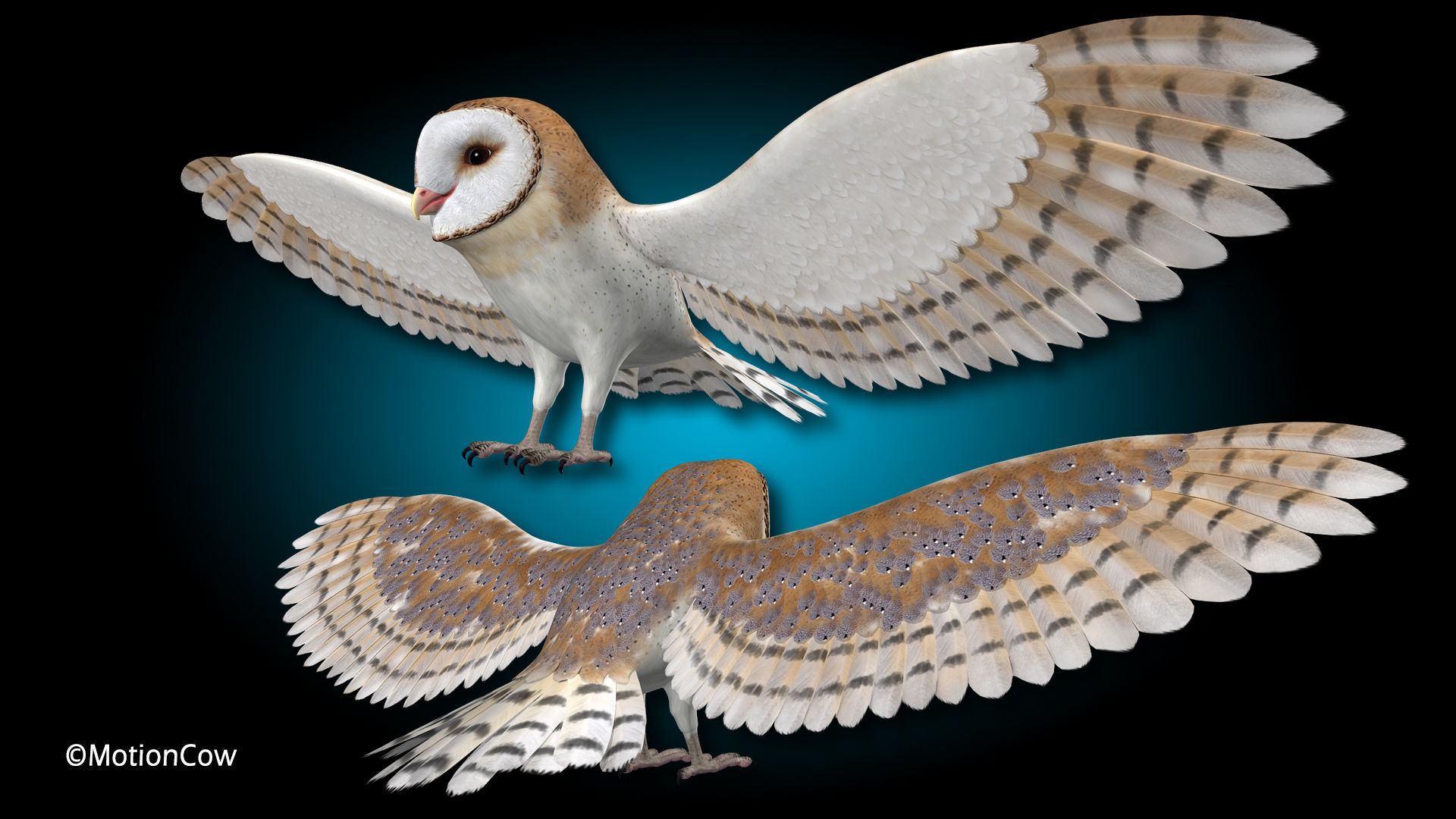 Barn Owl - Flight 3D model_12