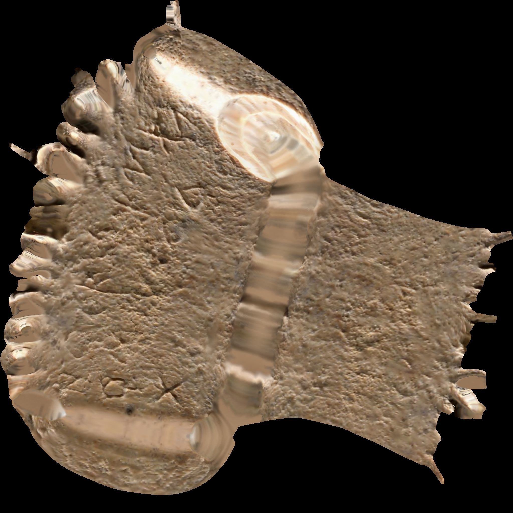 CANAANITE COMB 3D print model_13