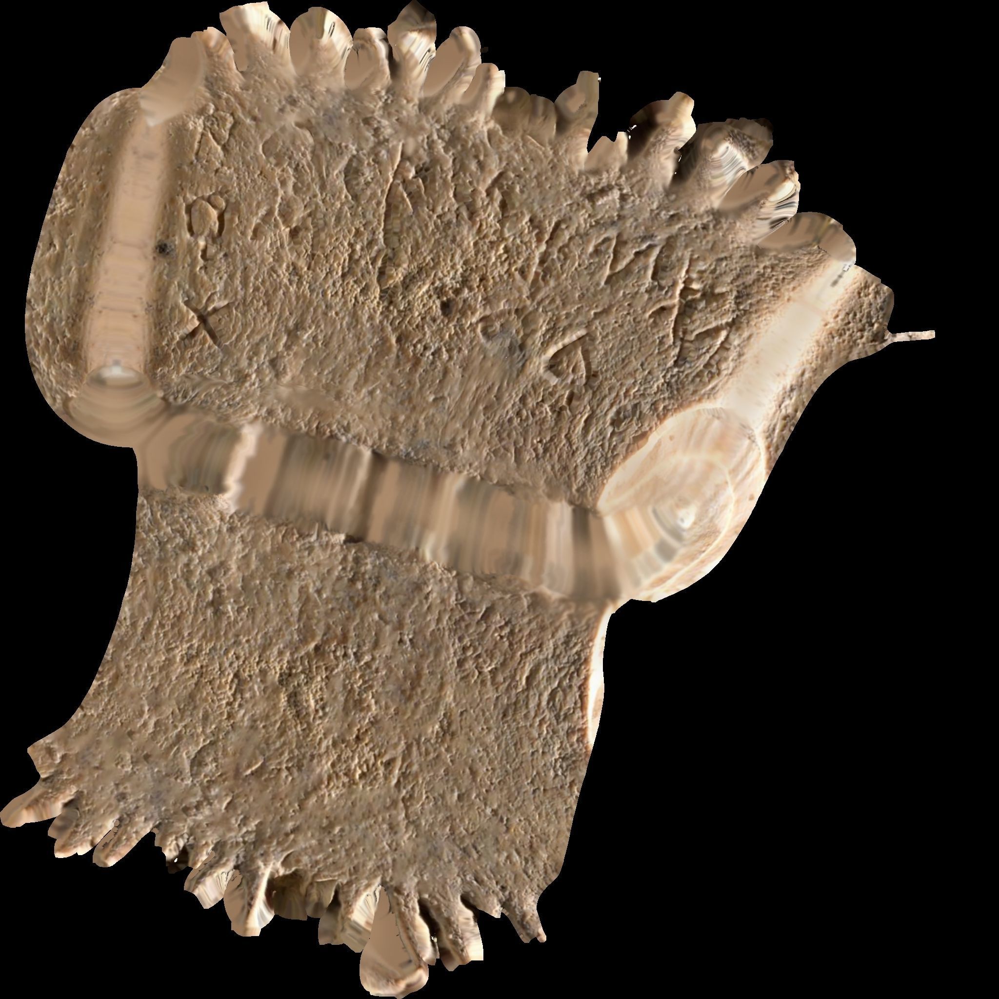 CANAANITE COMB 3D print model_12