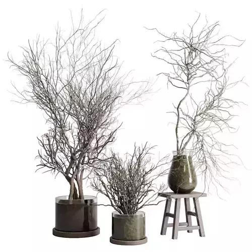 Dried trees and shrubs in glass vases - indoor plant set 503v