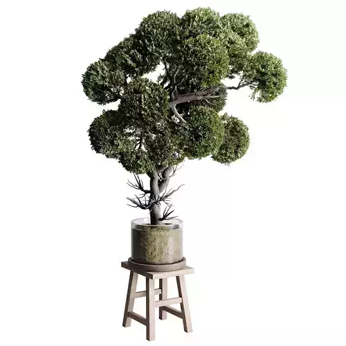 Bonsai Tree - Indoor plant 504