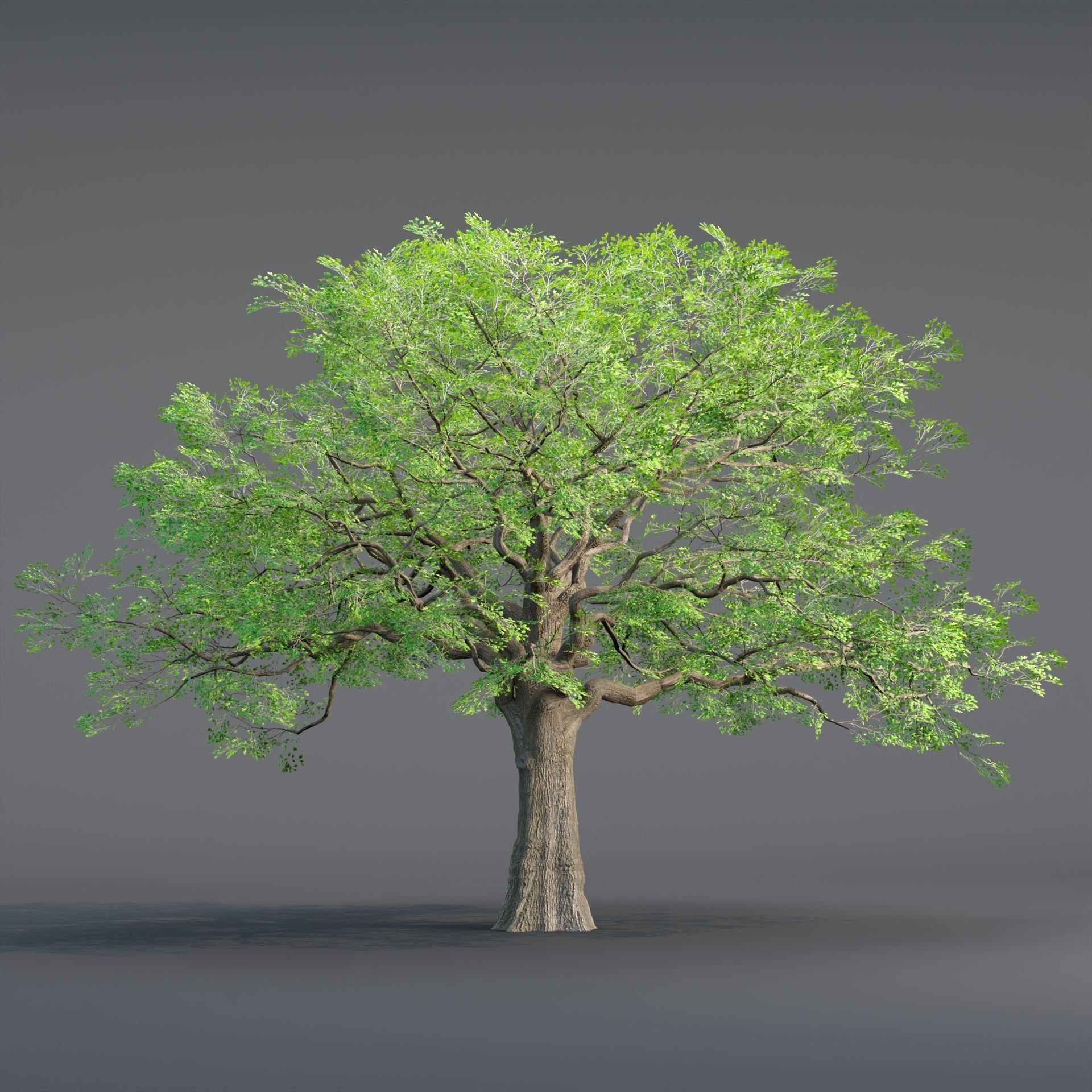 Low poly Oak tree vol 54 Low-poly 3D model_4