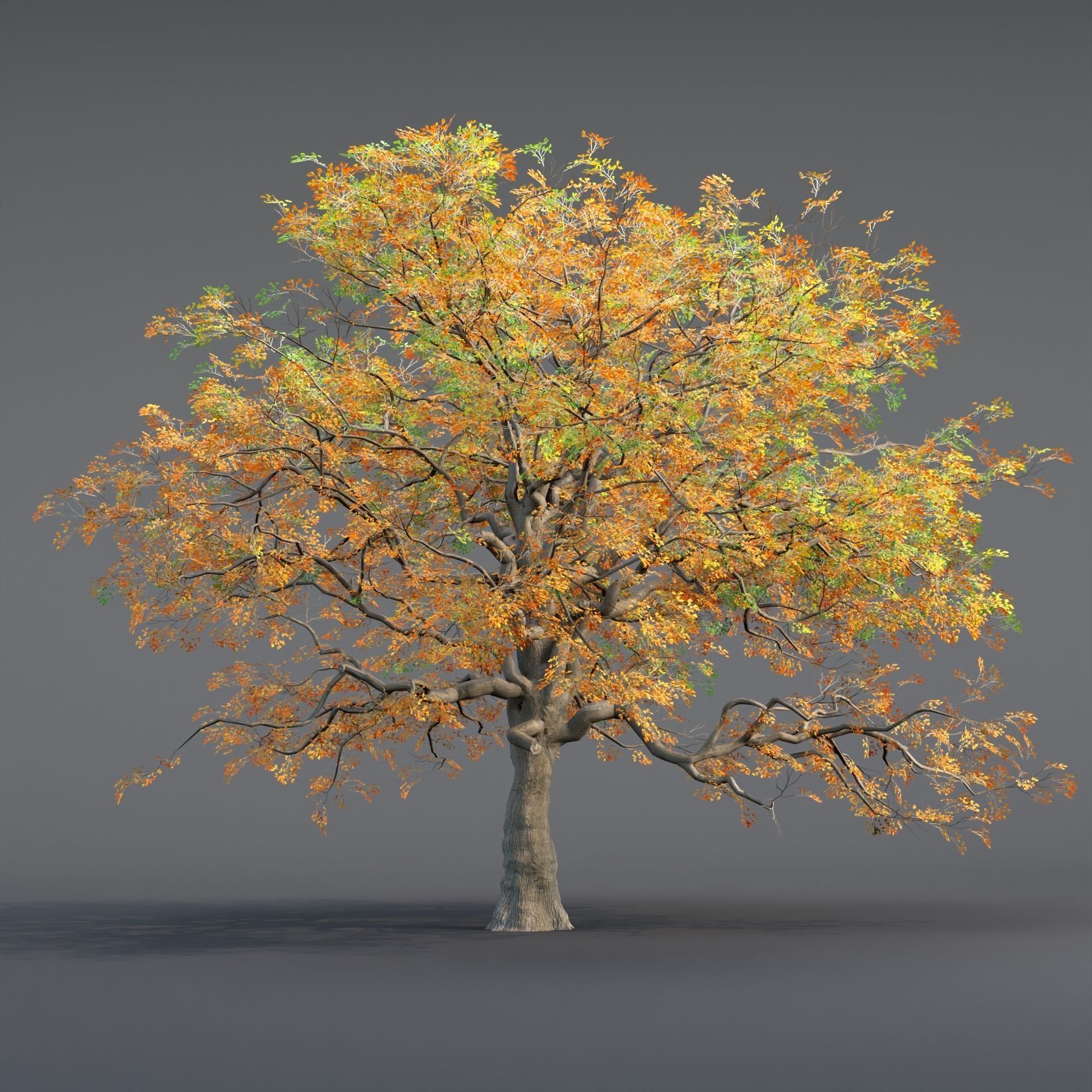Low poly Oak tree vol 54 Low-poly 3D model_3