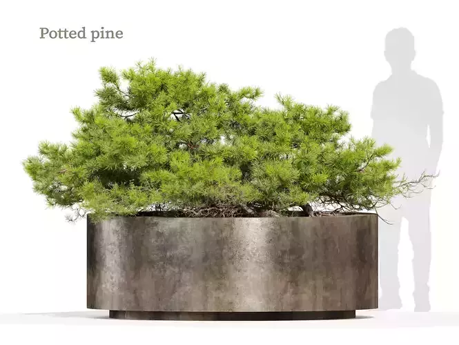 Potted pine
