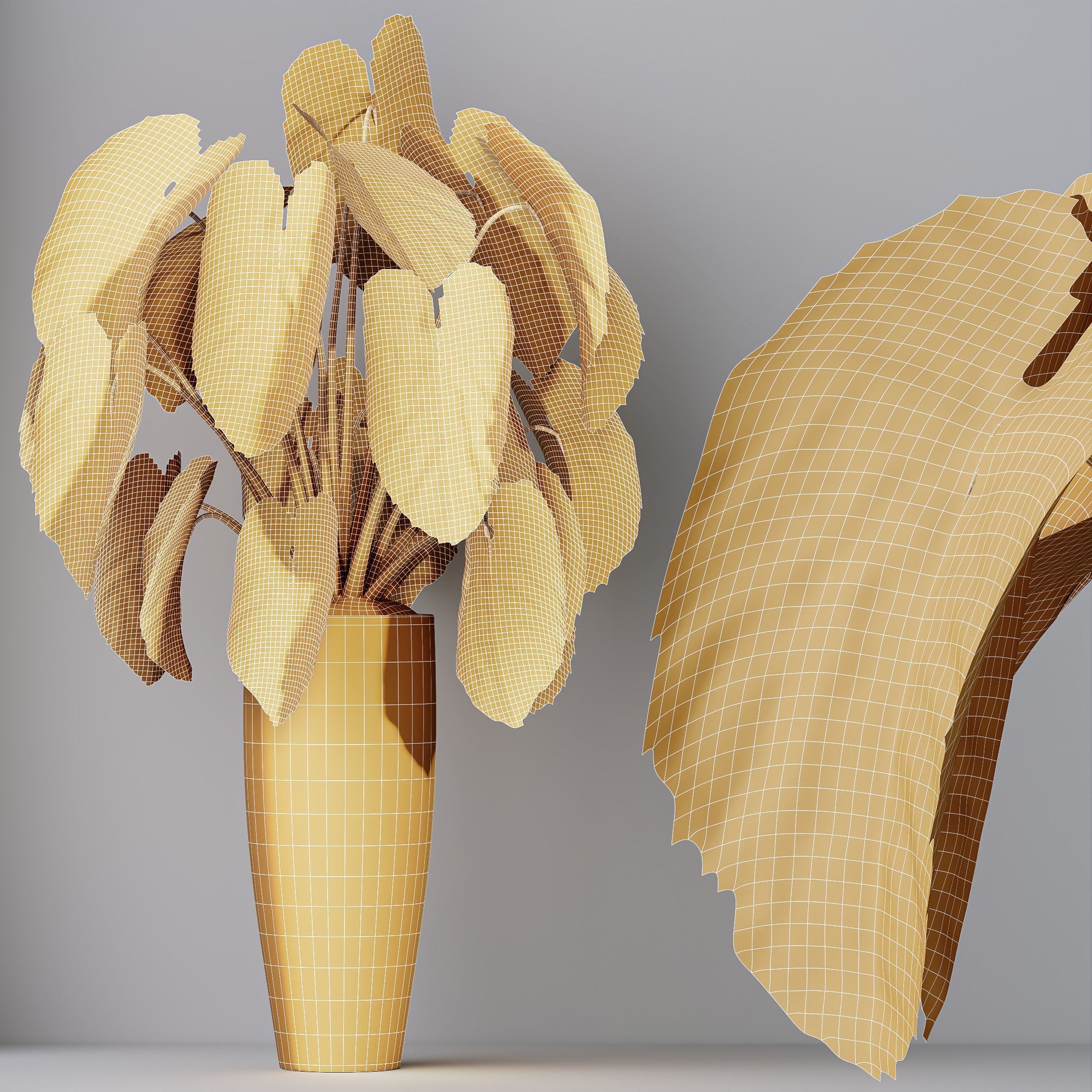 Cunjevoi Alocasia Jardin Brisbanensis Fittingly Elephant Set02 3D model_4