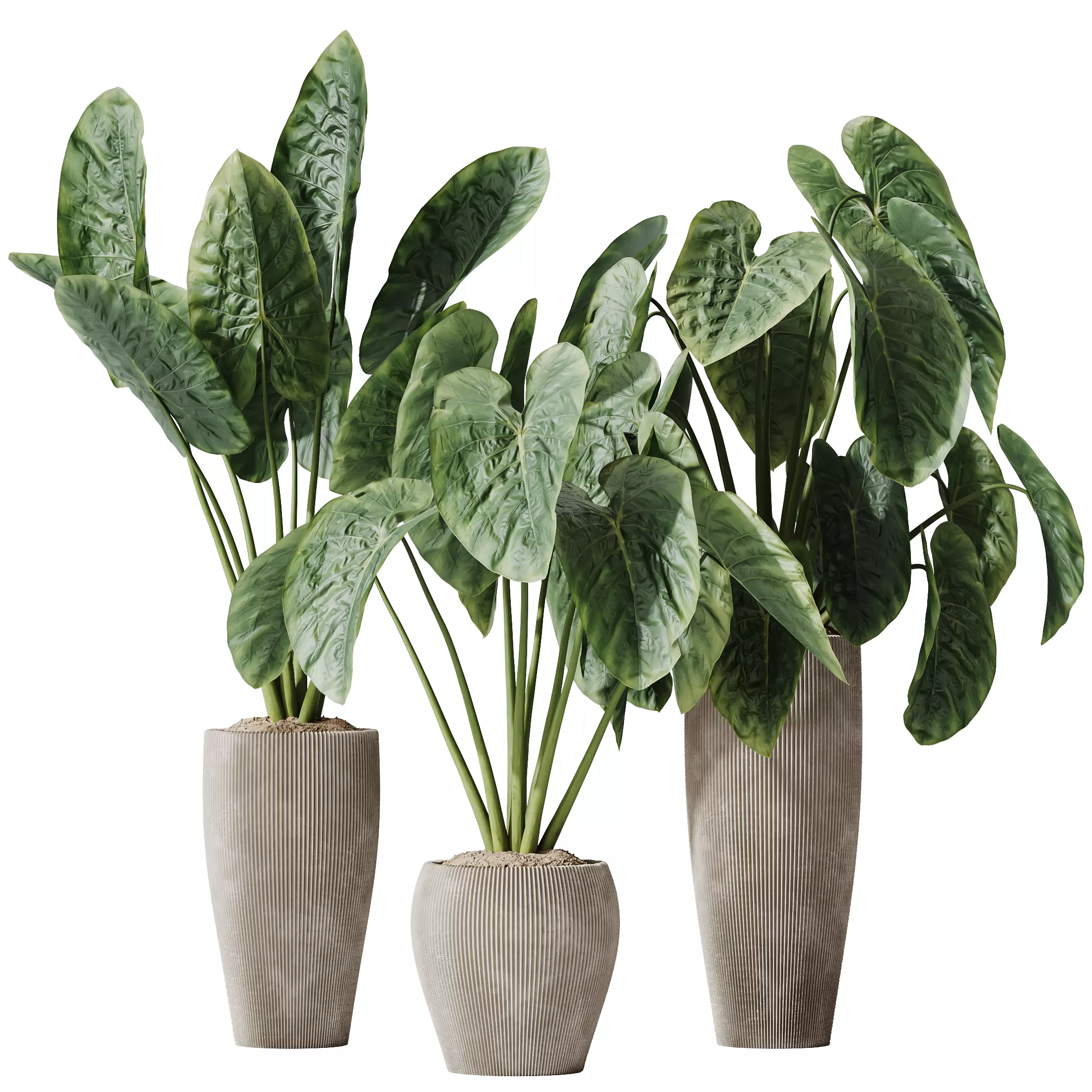 Cunjevoi Alocasia Jardin Brisbanensis Fittingly Elephant Set02 3D model_0