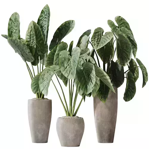 Cunjevoi Alocasia Jardin Brisbanensis Fittingly Elephant Set02 3D model
