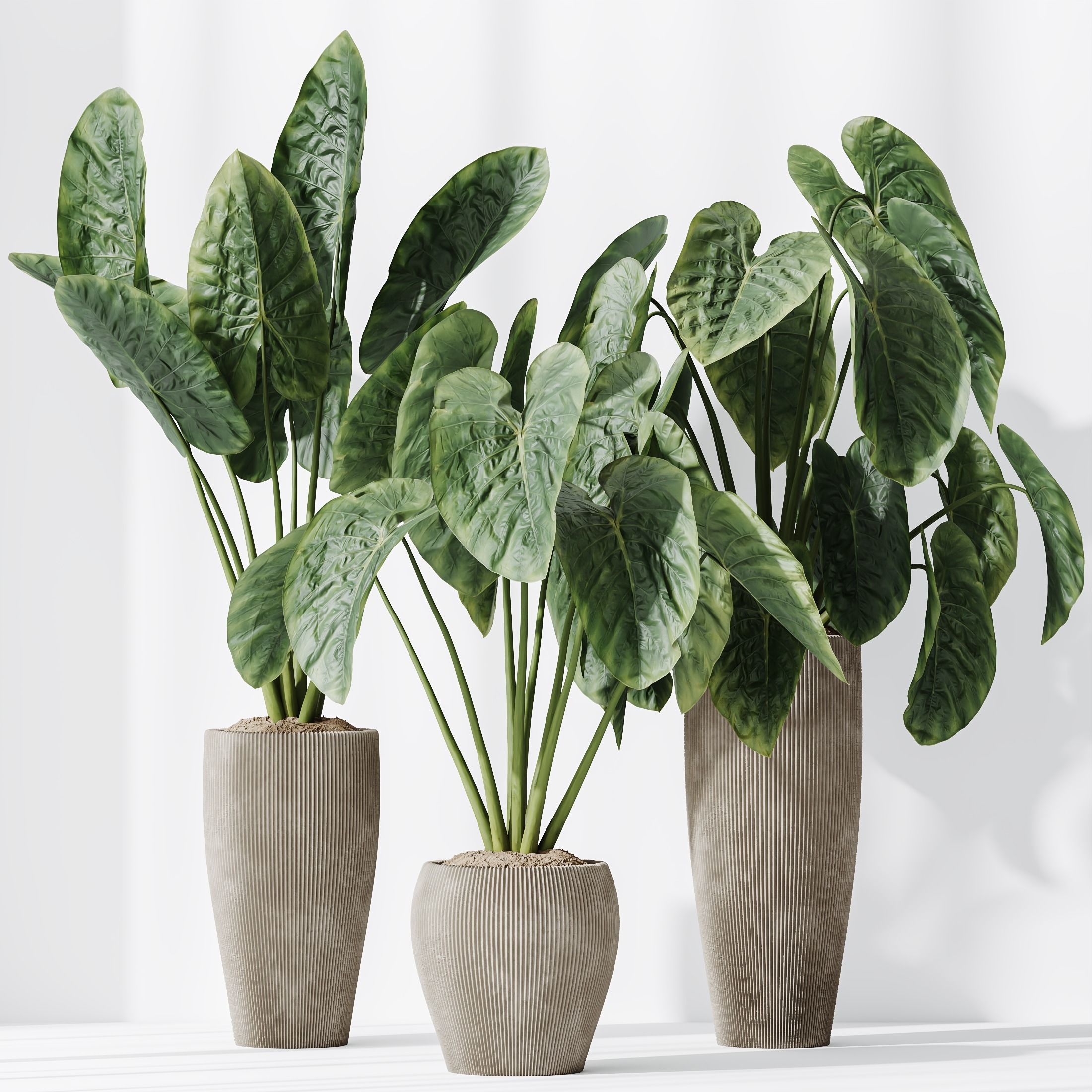 Cunjevoi Alocasia Jardin Brisbanensis Fittingly Elephant Set02 3D model_3