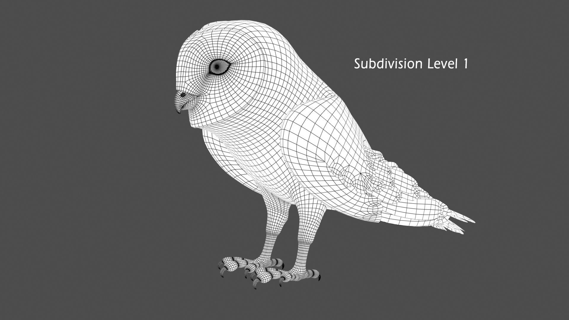 Barn Owl - Folded Wings 3D model_13