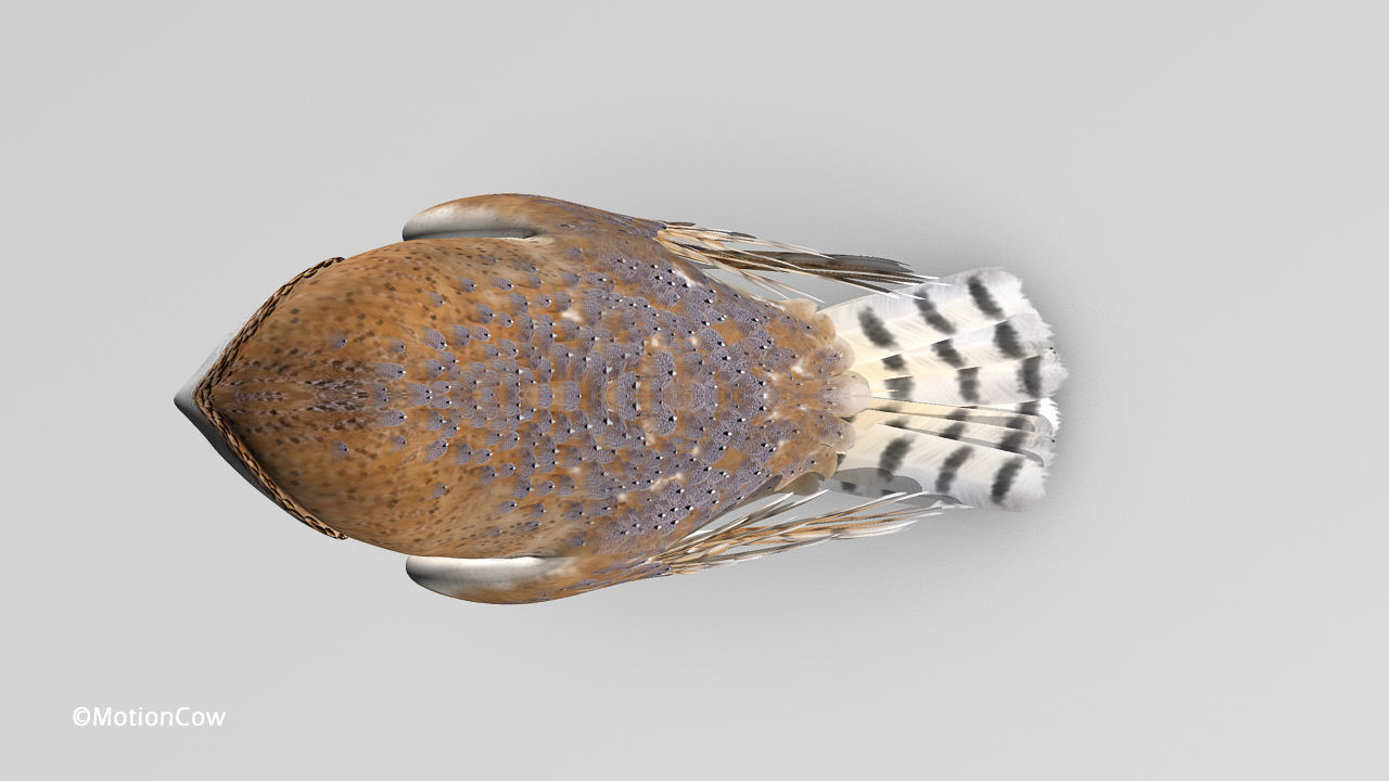 Barn Owl - Folded Wings 3D model_10