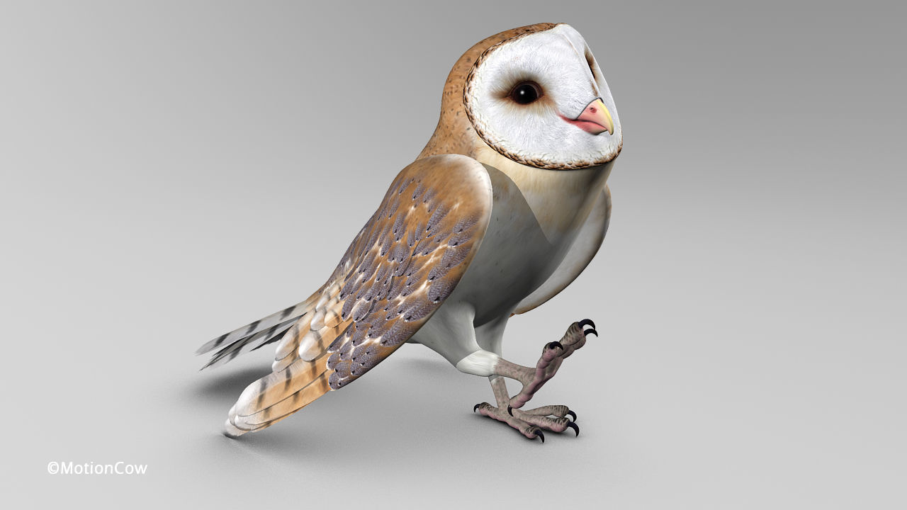 Barn Owl - Folded Wings 3D model_3