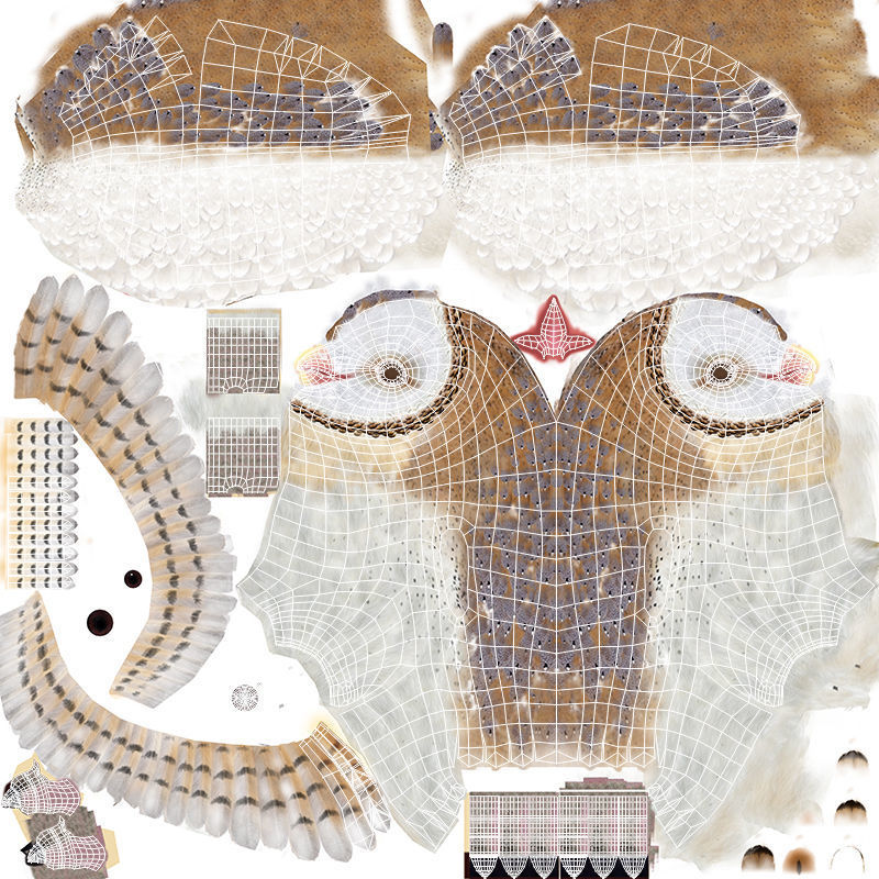 Barn Owl - Folded Wings 3D model_14
