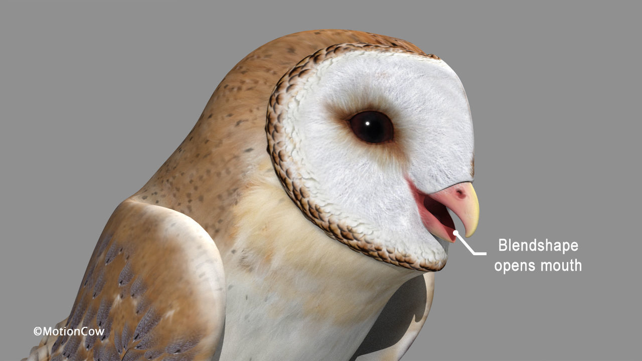 Barn Owl - Folded Wings 3D model_8