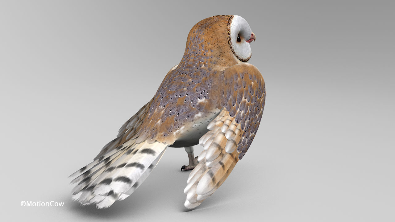 Barn Owl - Folded Wings 3D model_2