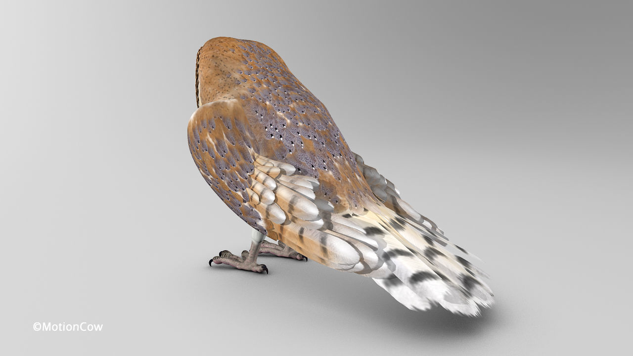 Barn Owl - Folded Wings 3D model_5