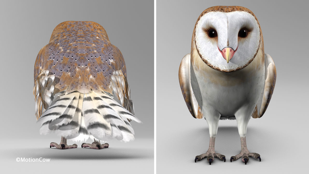 Barn Owl - Folded Wings 3D model_9