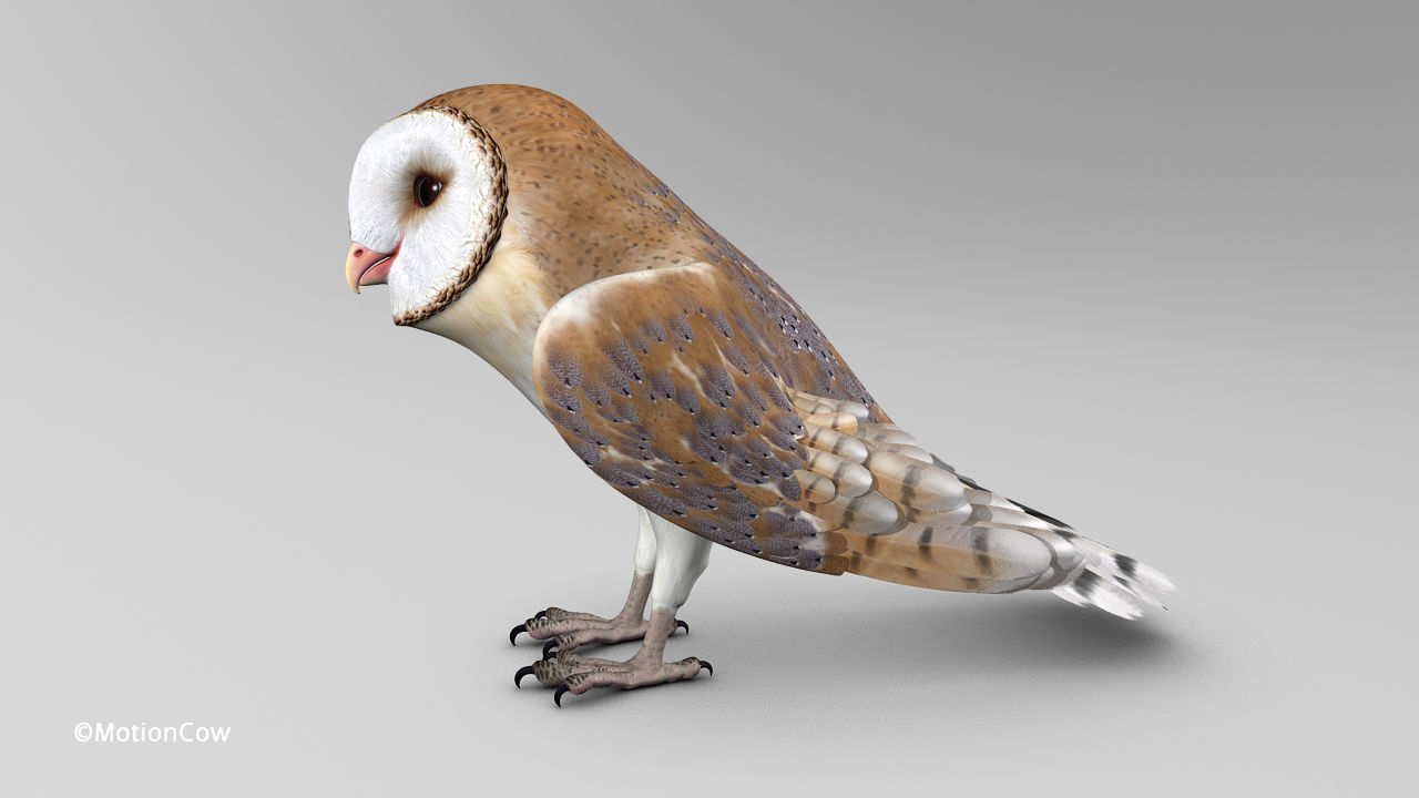 Barn Owl - Folded Wings 3D model_7