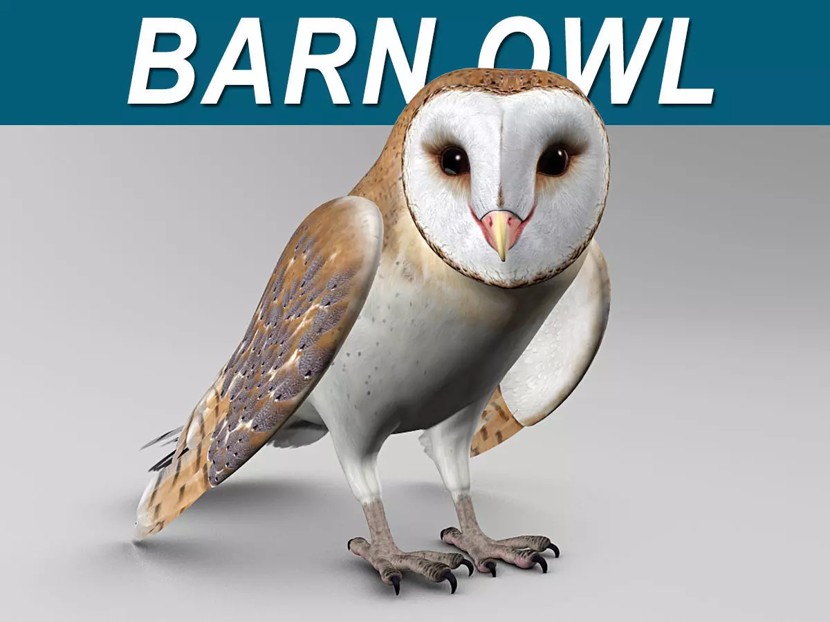 Barn Owl - Folded Wings 3D model_0