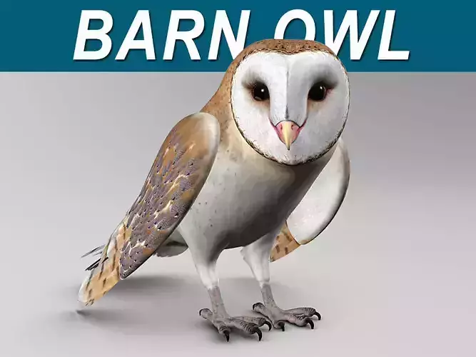 Barn Owl - Folded Wings
