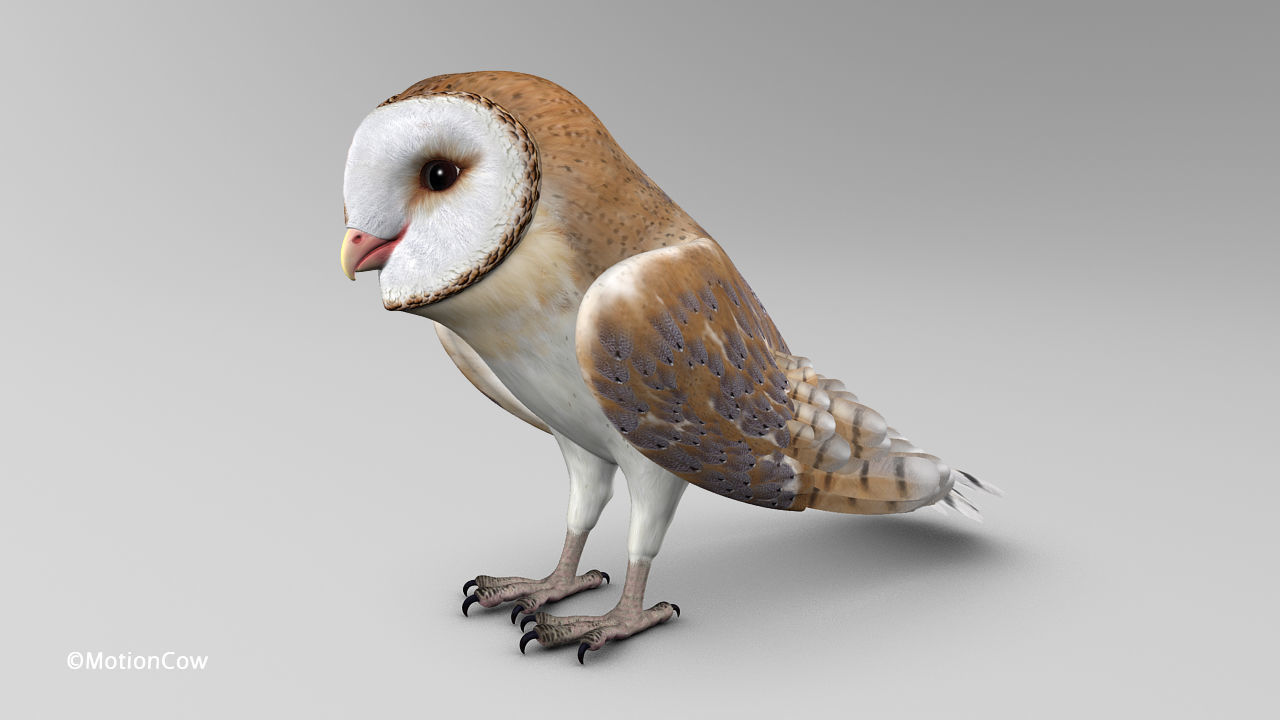 Barn Owl - Folded Wings 3D model_4
