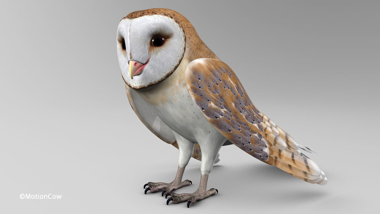 Barn Owl - Folded Wings 3D model_1