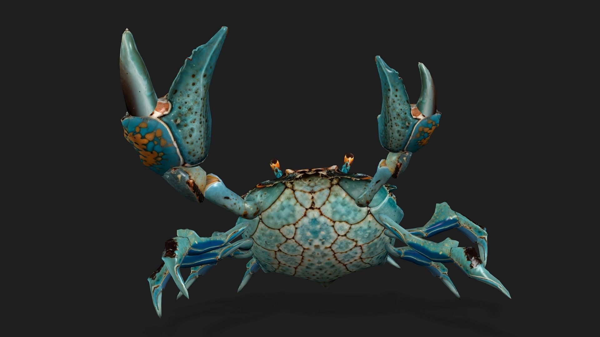 Crab-C3 3D model_11