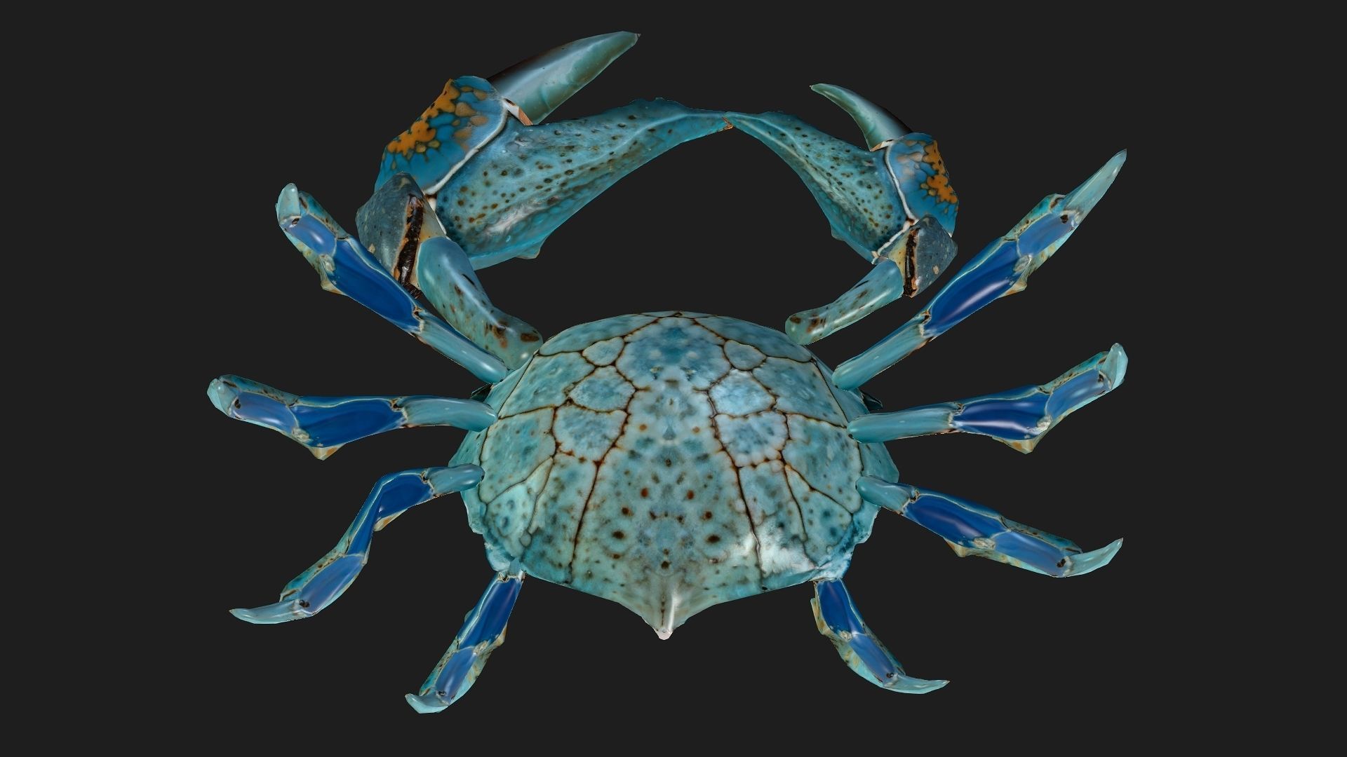 Crab-C3 3D model_3