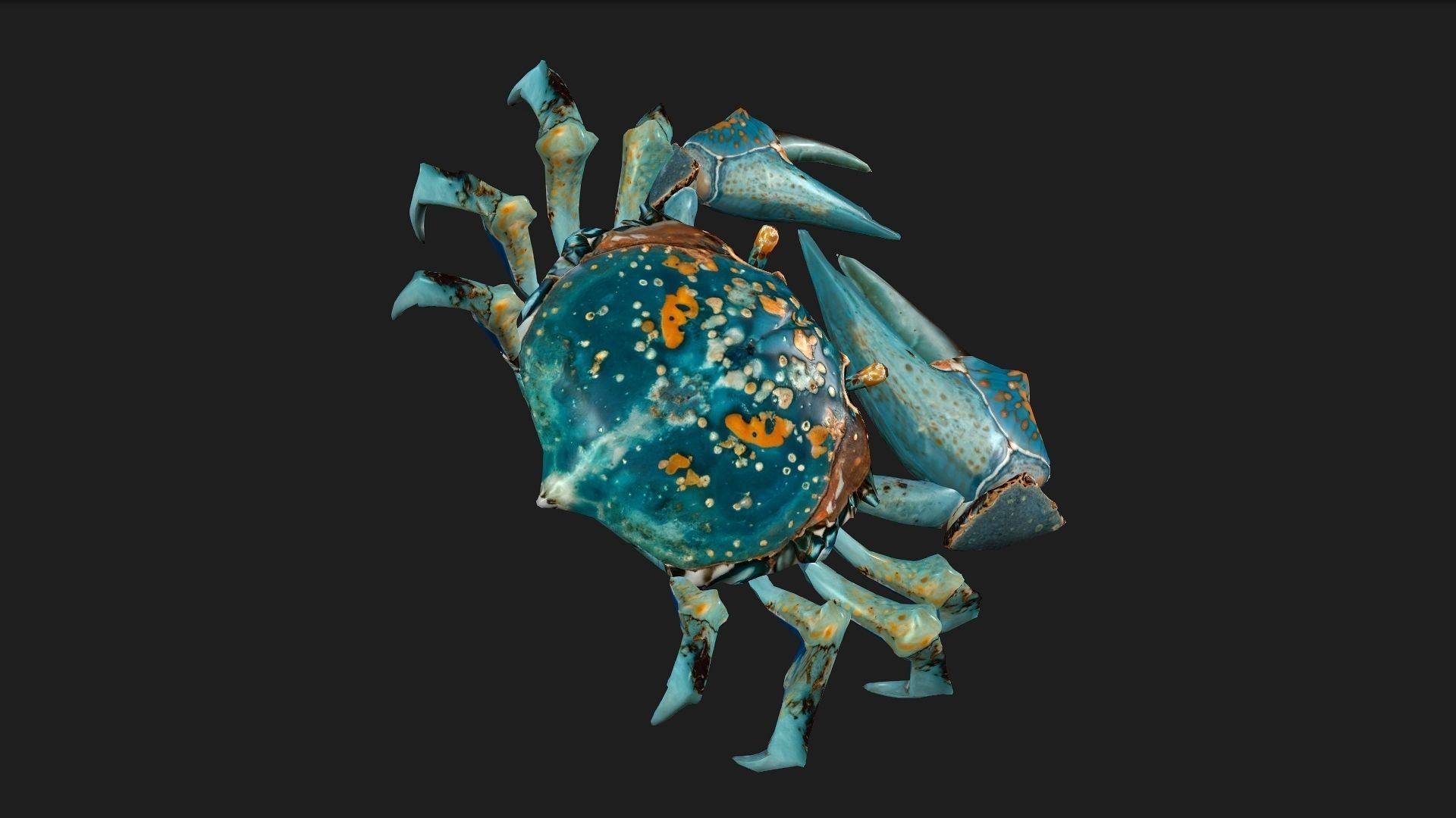 Crab-C3 3D model_10