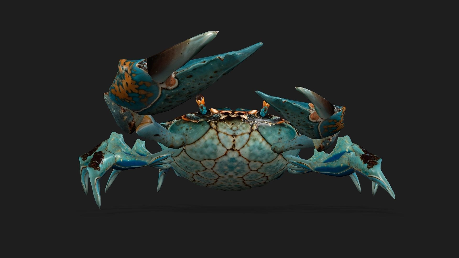 Crab-C3 3D model_6