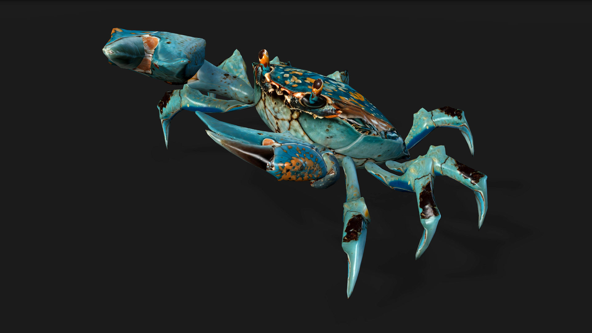 Crab-C3 3D model_5
