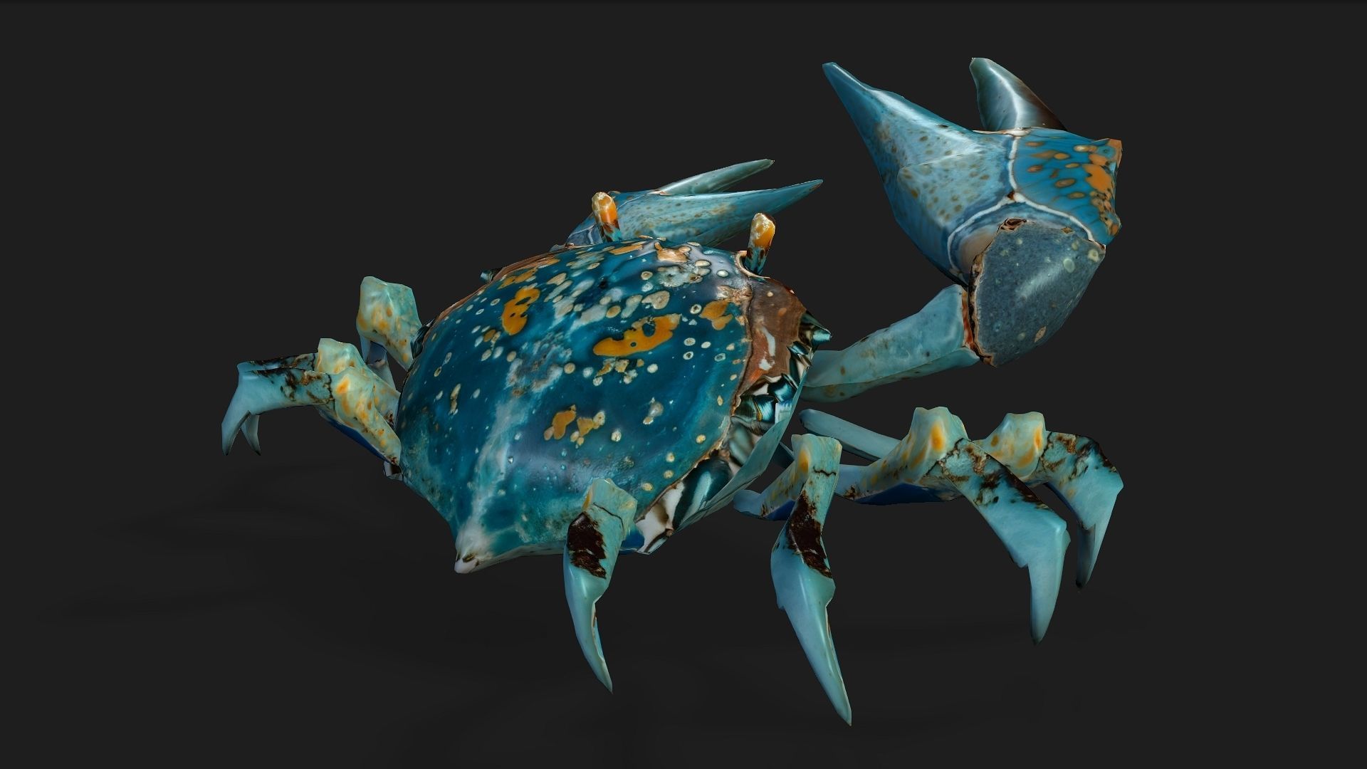 Crab-C3 3D model_8