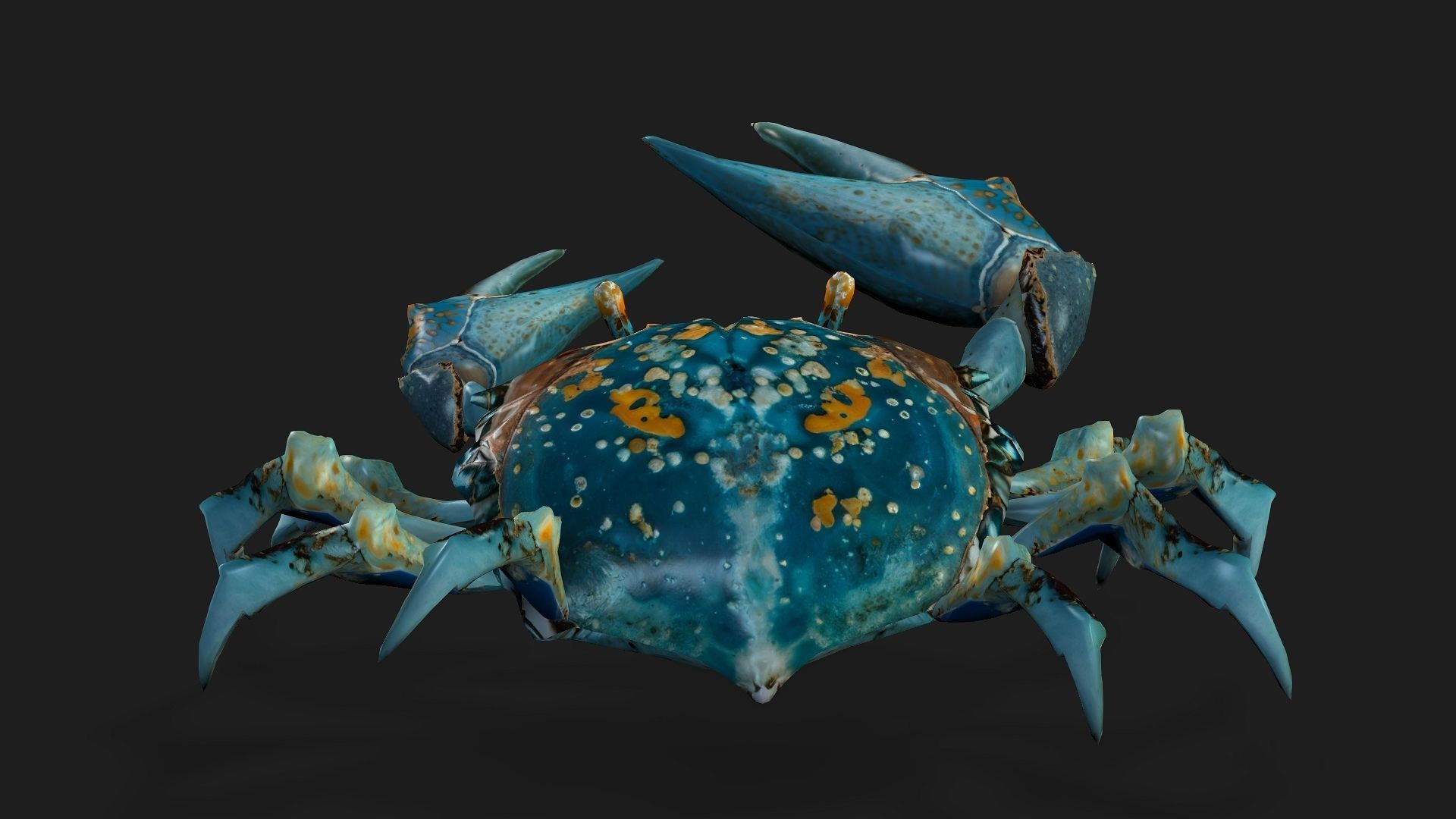 Crab-C3 3D model_9