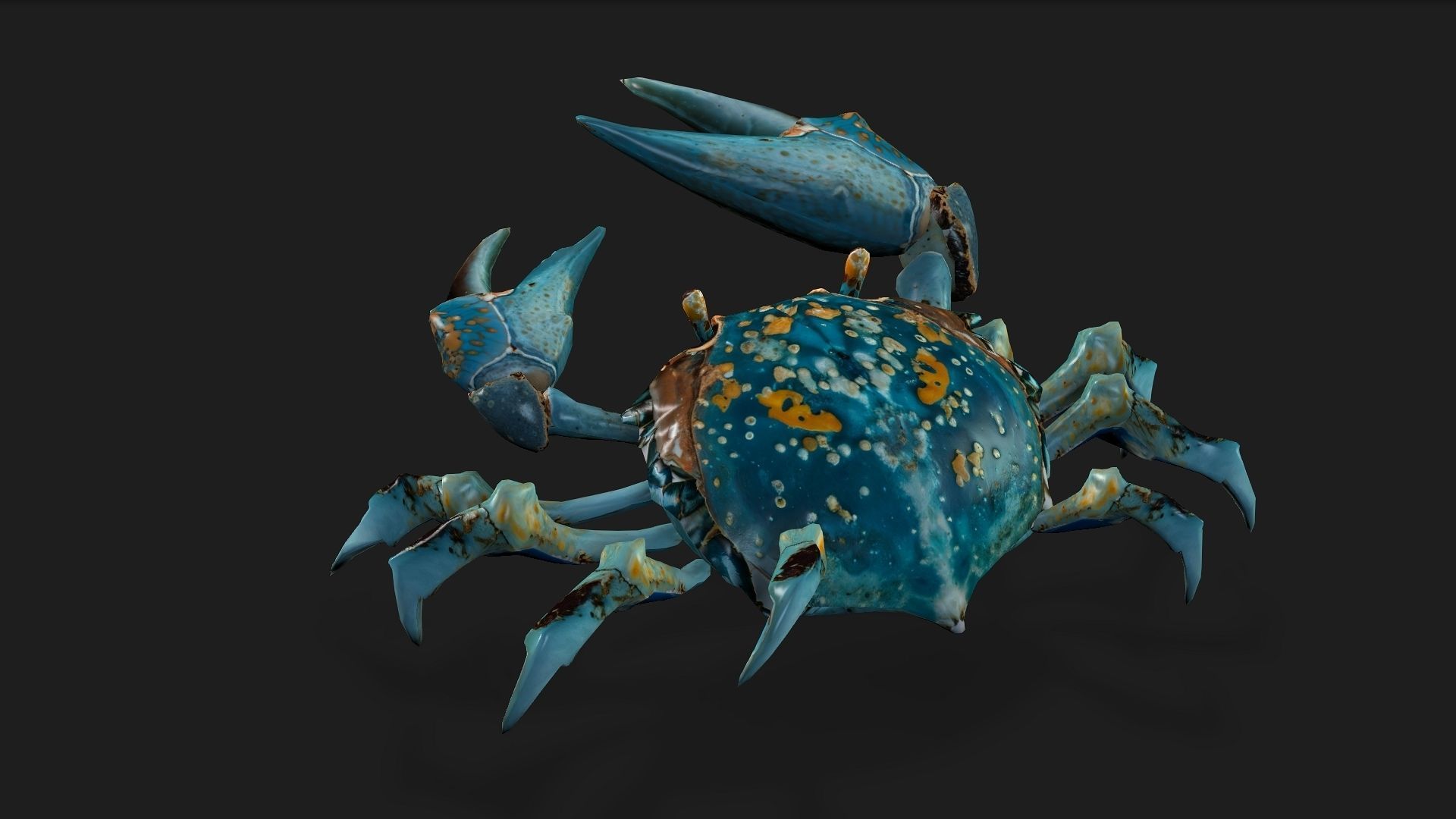 Crab-C3 3D model_4