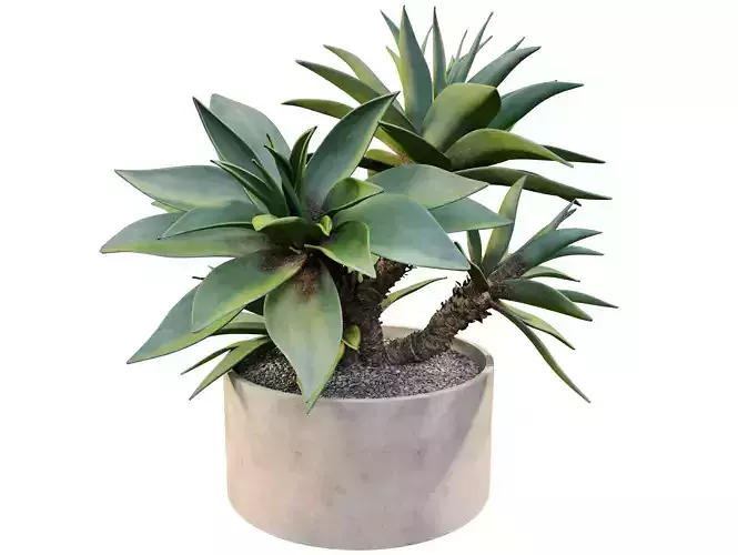 Potted Agave