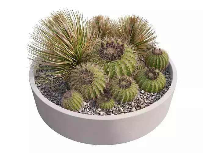 Cactus planter