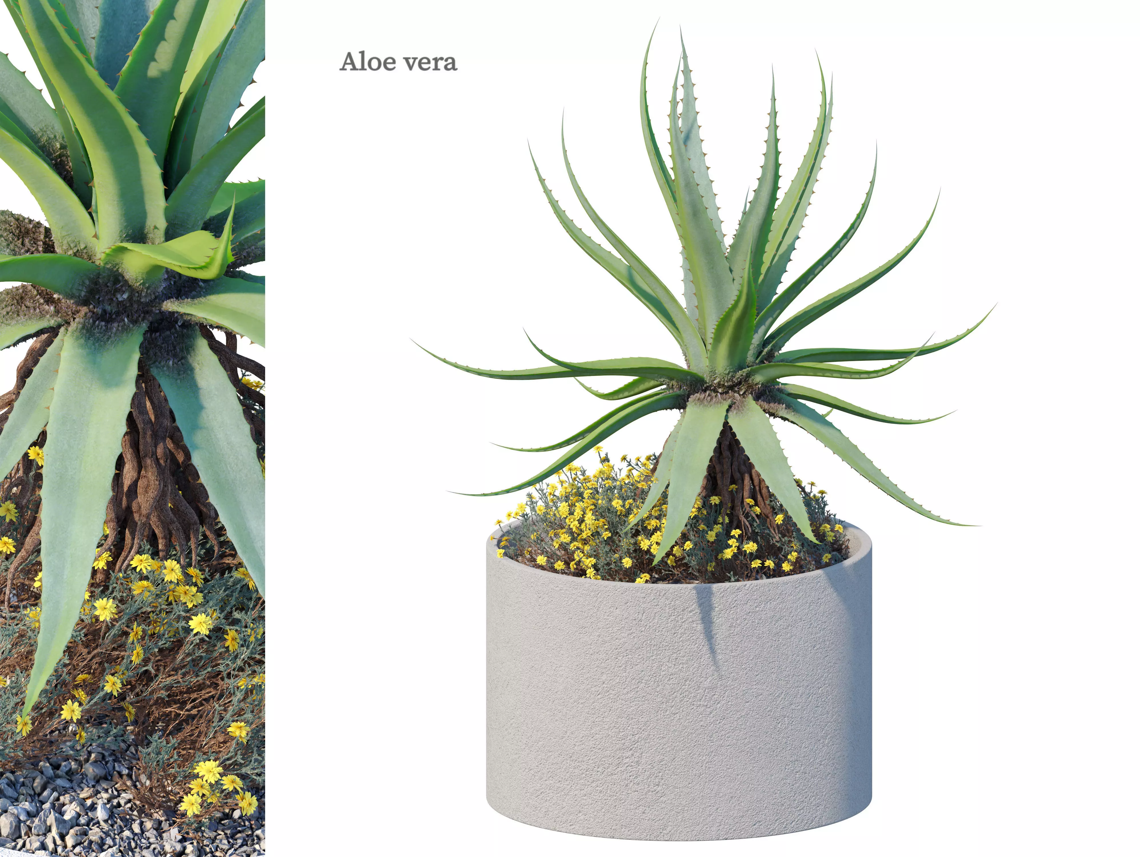 Aloe vera 3D model