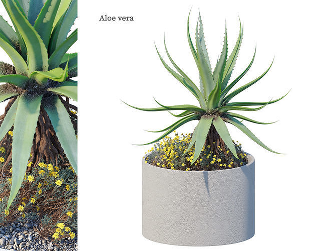 Aloe vera 3D model