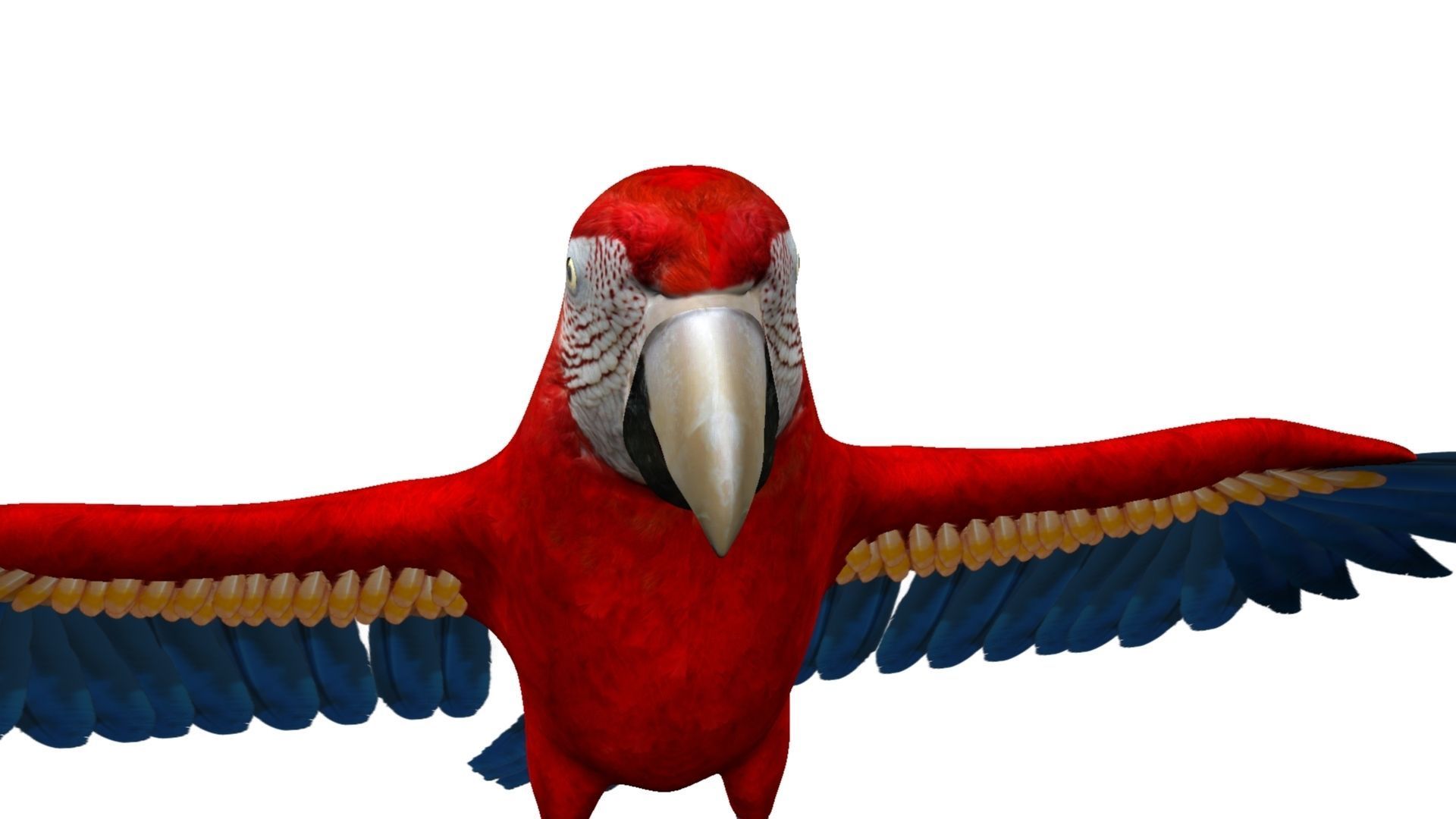 Macaw Rigged and Animation 3D model_4