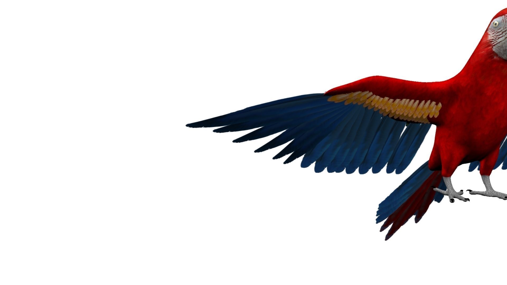 Macaw Rigged and Animation 3D model_14