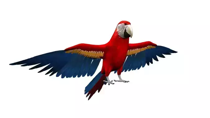 Macaw Rigged and Animation 3D model
