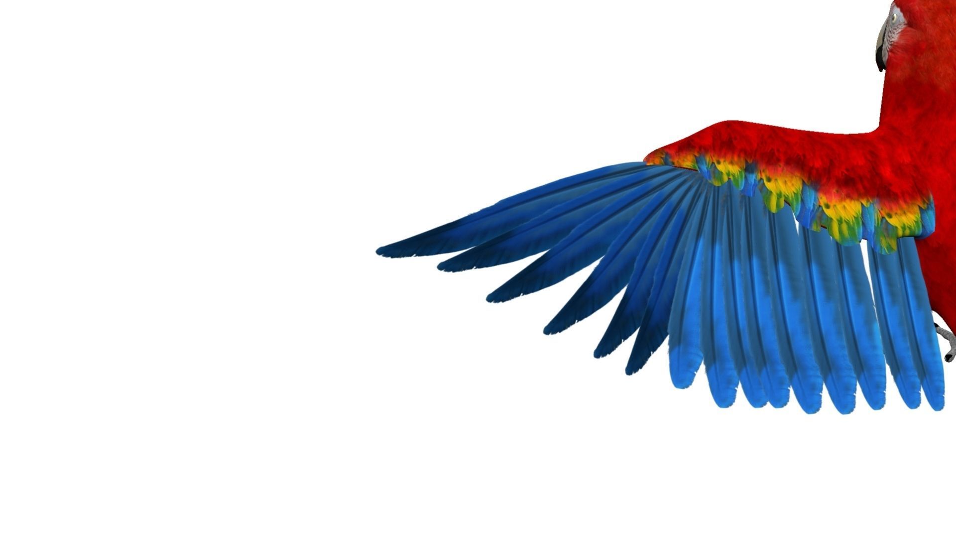 Macaw Rigged and Animation 3D model_16