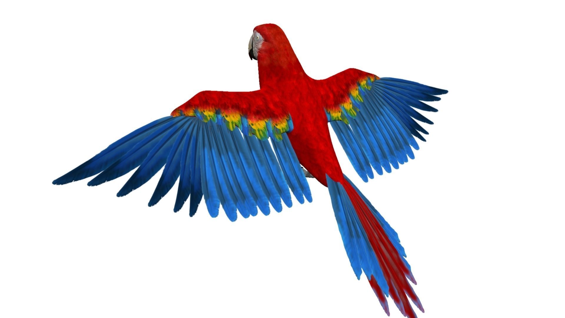 Macaw Rigged and Animation 3D model_12